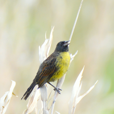 Unicoloured Blackbird